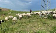 Bismil'de Aşırı Yağışlar Çiftçilere Zorluk Yaratırken Hayvanlar İçin Bereket Getirdi