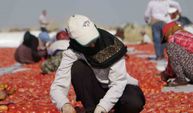 Diyarbakır’da kavurucu sıcakta domates mesaisi