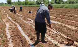 ÇKS başvuruları "TARIMCEBİMDE" mobil uygulamasından yapılabiliyor