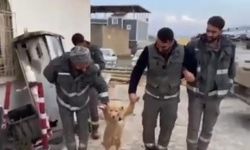 İşçiler köpekle halay çekmesi sosyal medyayı salladı