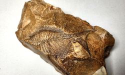 Tarih Ötesi Keşif: 15 Milyon Yıllık Dev Balık Fosili Bulundu!