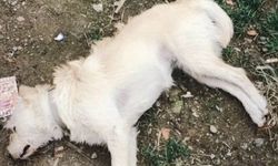 Çanakkale'de 14 köpek zehirlenerek öldürüldü