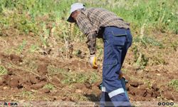 Tarım ve Orman Bakanlığı'na tarım işçisi alınacak