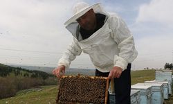 Arıların dengesi bozuldu! yüzde 30'u telef