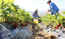 Depremzede çiftçilere çilek fidesi jesti