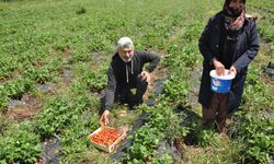 Sason'da Devlet Destekli Çilek Bahçeleri İstihdamı Artırıyor