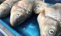 Dicle Üniversitesi Göletinde Toplu Balık Ölümleri Artıyor
