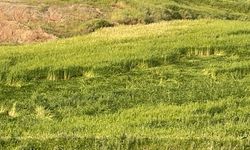 Bismil'de Şiddetli Yağışlar Tarımı Vurdu: Ekinler Zarar Gördü