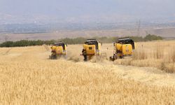 Hasatta rekoltenin yüksek olması çiftçilerin yüzünü güldürüyor