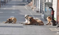 Başıboş köpeklere yönelik kanun teklifi kabul edildi