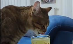 Diyarbakır'da serinlemek için limonata içen kedi kamerada