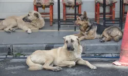 Sokak hayvanları kanun teklifinin ilk 3 maddesi kabul edildi