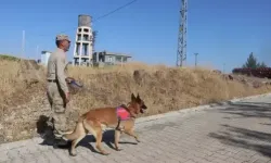 Kayıp Narin için iz takip köpekleri devrede!