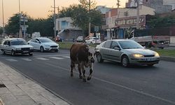 Bağlar’da Sürpriz Yaya: İnek Geçişi Durdurdu