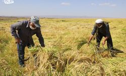 Diyarbakır Karacadağ Pirinci Hasat Sezonuna Girdi