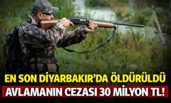 En son Diyarbakır'da öldürüldü, avlamanın cezası 30 milyon!