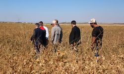 Soya Üretimi Diyarbakır’da 35 Bin Dekara Ulaştı