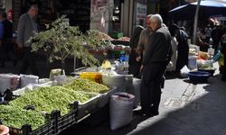 Kırma yeşil zeytin artık tezgâhlarda