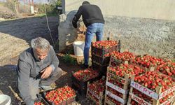 Organik çilekte son hasad