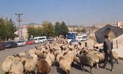 Kulp yaylalarında dönüş yolculuğu başladı