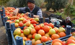 Üreticilerin yüzünü güldüren hasat