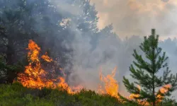 Hatay'da orman yangını