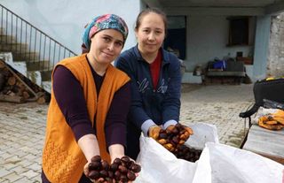 Kestanenin sofralara yolculuğu başladı