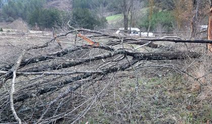 Fırtına ortalığı birbirine kattı, onlarca ağaç devrildi