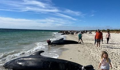 160 pilot balina kıyıya vurdu, 28’i öldü