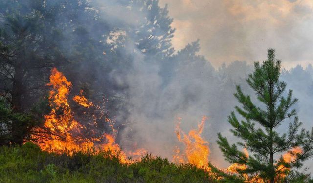 Yalova'da orman yangınına 2 gözaltı