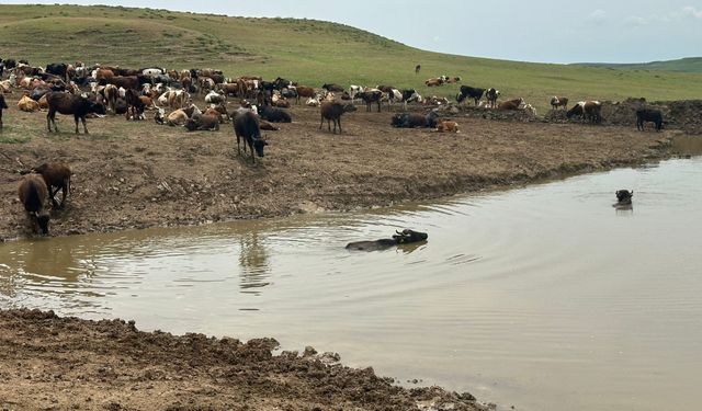 Diyarbakır'da Hayvanların Su İhtiyacını Karşılamak İçin Gölet Bakımı