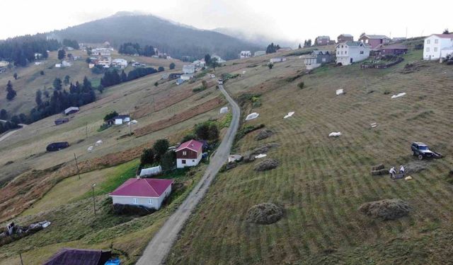 Trabzon’da yaylacıların çayır biçme telaşı