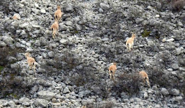 Dağ keçileri drone ile görüntülendi