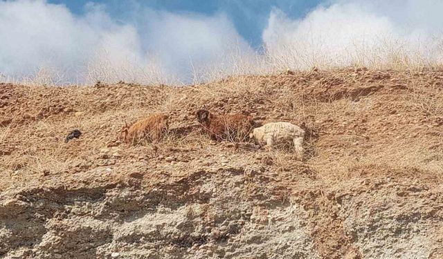 Diyarbakır keçi kurtarma operasyonu