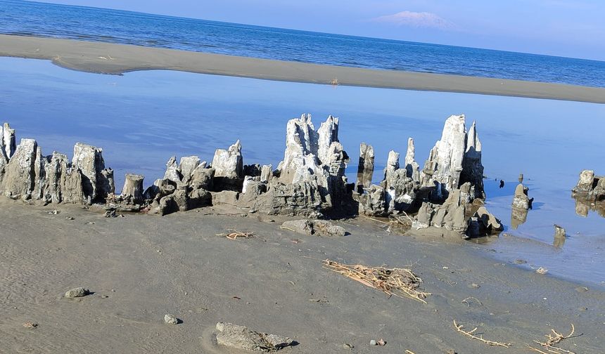 Kuş Cenneti:  VAN DİLKAYA HAVZASI