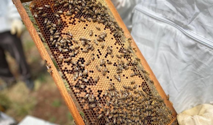 Diyarbakır'da arıların mesaisi başladı