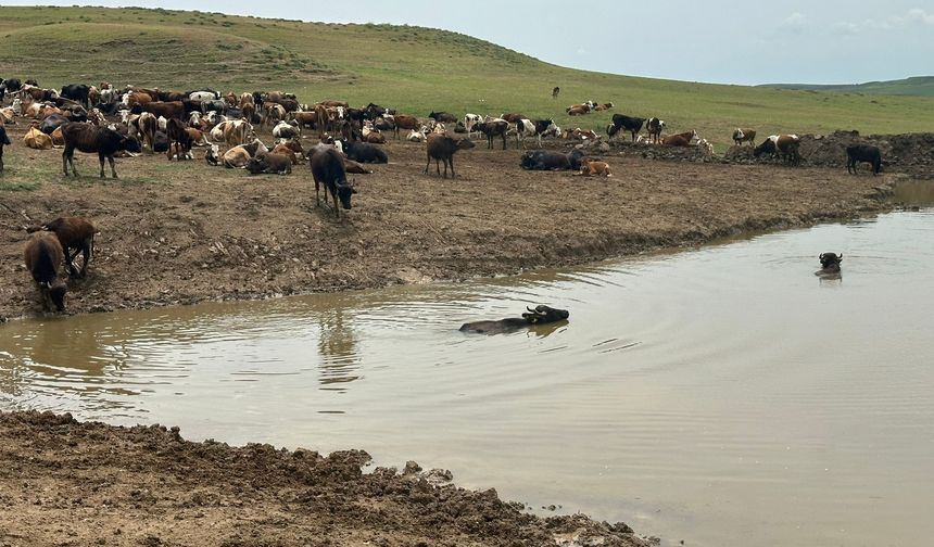 Diyarbakır'da Hayvanların Su İhtiyacını Karşılamak İçin Gölet Bakımı