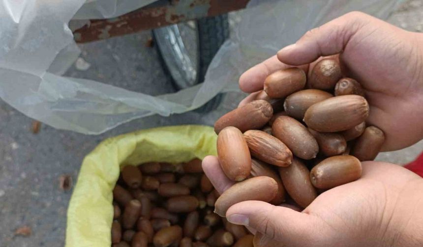 Meşe palamudu kokusu tüm kentti sardı