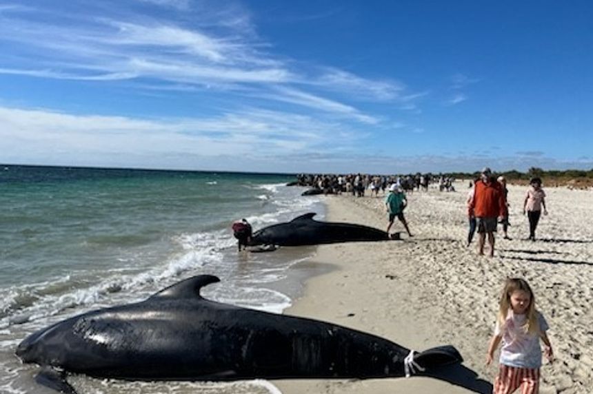 160 pilot balina kıyıya vurdu, 28’i öldü