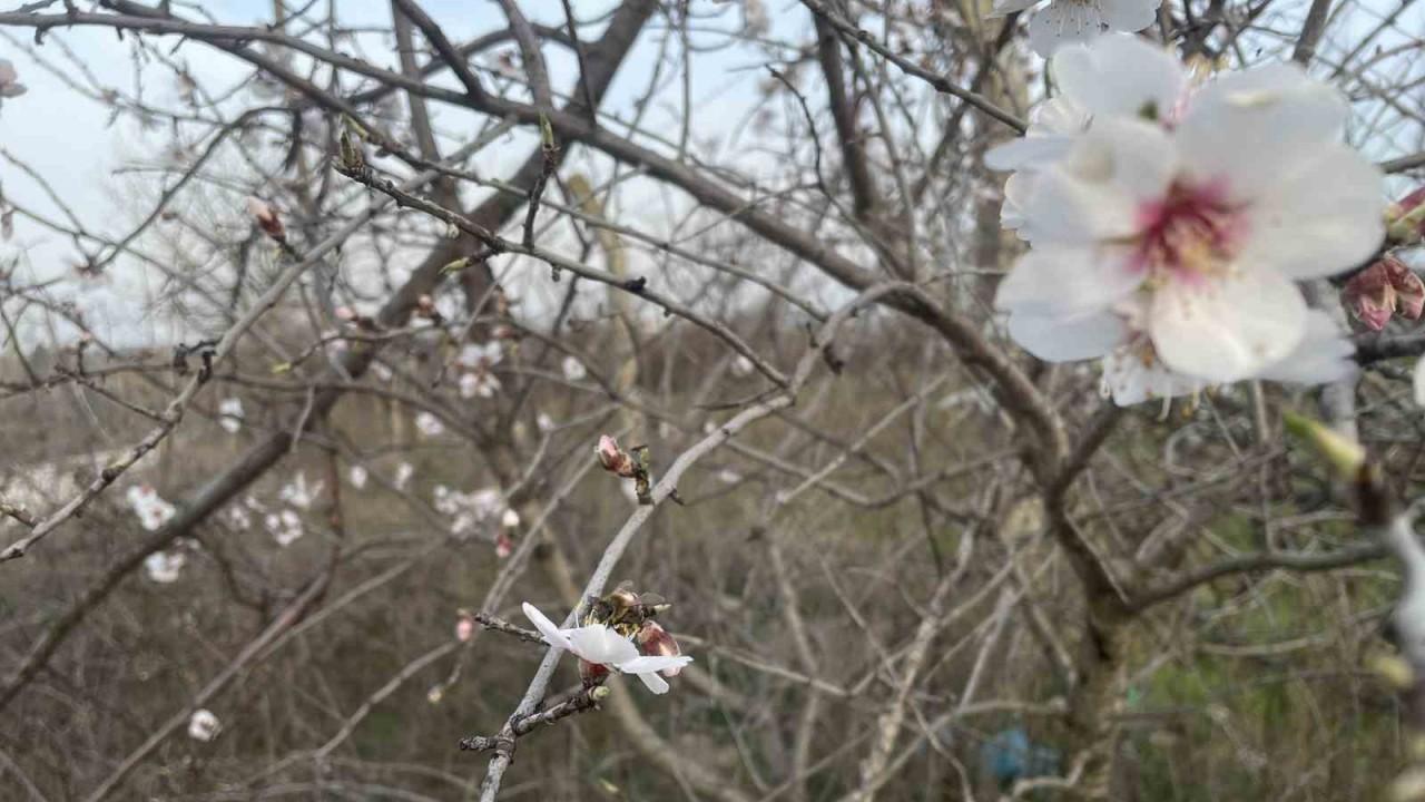 Kırklareli'nde Erken Bahar: Meyve Ağaçları Çiçek Açtı, Üreticiler Endişeli!