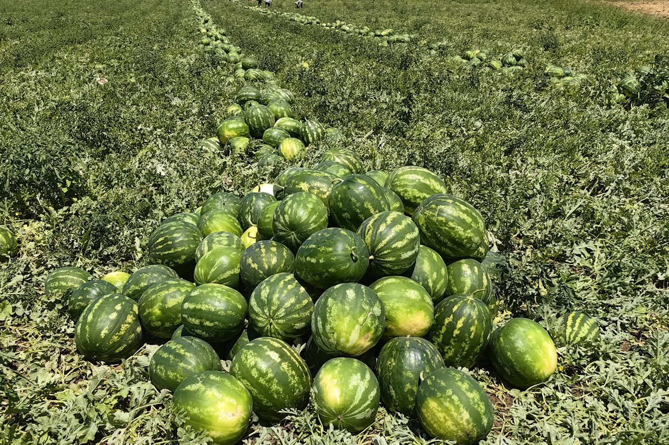 Bursa’da Karpuz Hasadı Başladı