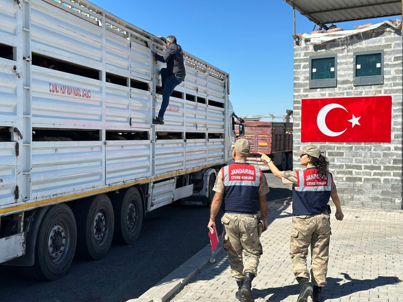 Diyarbakır'da Kaçak Hayvan Taşımacılığına Geçit Yok (3)